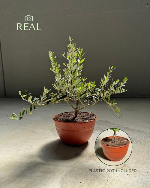 Olivo Bonsái - Olea Europaea - Pur Plant