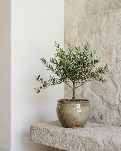 Olivo Bonsái - Olea Europaea - Pur Plant