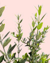Olivo Bonsái - Olea Europaea - Pur Plant