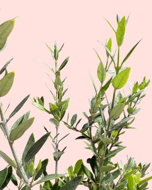Olivo Bonsái - Olea Europaea - Pur Plant