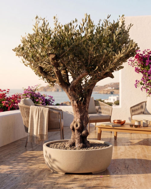 Olivo Árbol Picual XXL