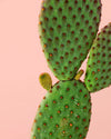 Opuntia Microdasys Amarilla M - Pur Plant