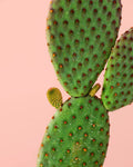 Opuntia Microdasys Amarilla M
