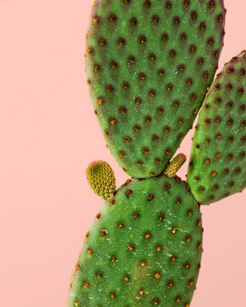 Opuntia Microdasys Amarilla M - Pur Plant