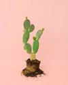 Opuntia Microdasys Amarilla M - Pur Plant