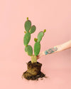 Opuntia Microdasys Amarilla M - Pur Plant