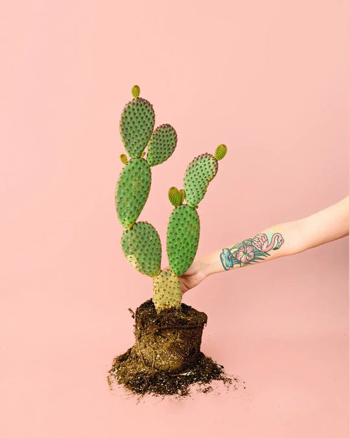 Opuntia Microdasys Amarilla M - Pur Plant