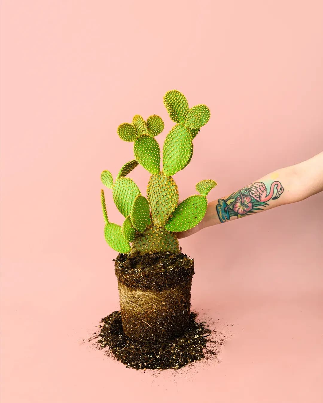 Opuntia Microdasys M - Pur Plant