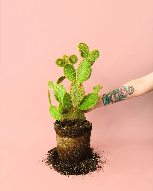 Opuntia Microdasys M - Pur Plant