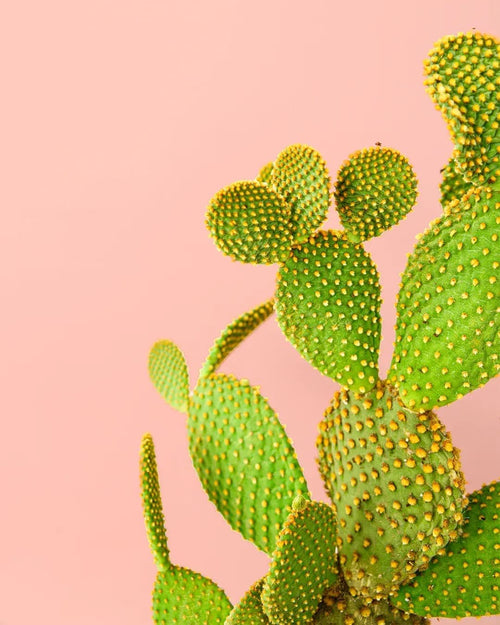 Opuntia Microdasys M - Pur Plant