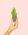 Opuntia Subulata Mini Cactus - Pur Plant