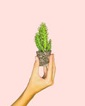 Opuntia Subulata Mini Cactus