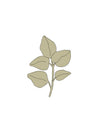 oregano-ilustracion-semillas