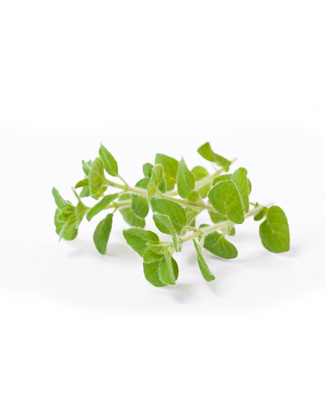 oregano-semillas-planta-fondoblanco