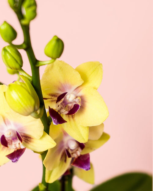 Orquídea Amarilla Mini - Pur Plant