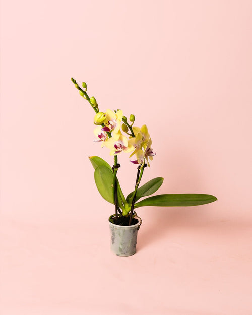 Orquídea Amarilla Mini - Pur Plant