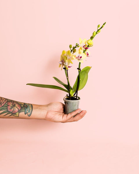 Orquídea Mix Mini