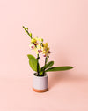 Orquídea Amarilla Mini - Pur Plant