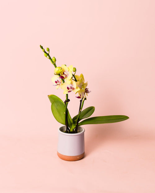 Orquídea Amarilla Mini - Pur Plant