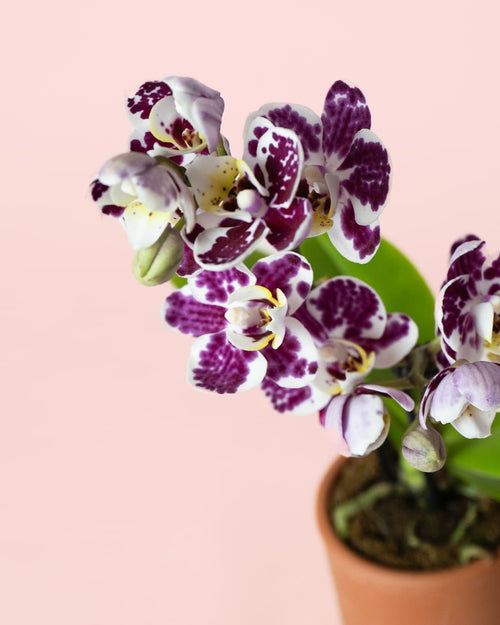 Orquídea Bicolor Mini - Pur Plant