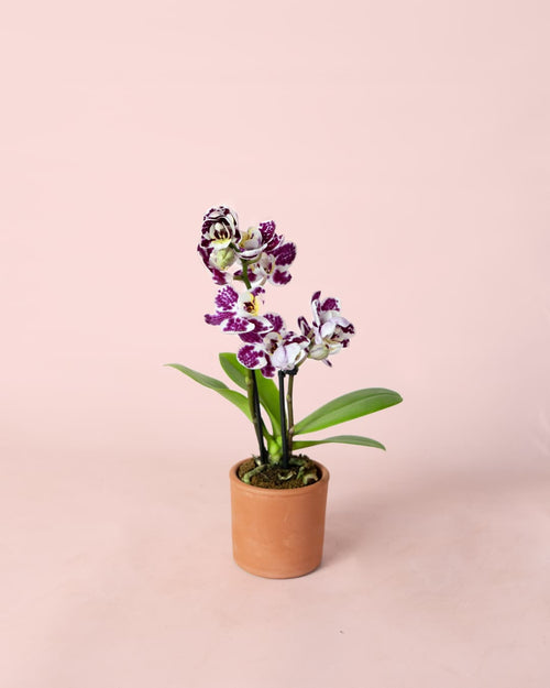 Orquídea Bicolor Mini - Pur Plant