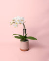 Orquídea Blanca Mini - Pur Plant