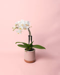 Orquídea Blanca Mini