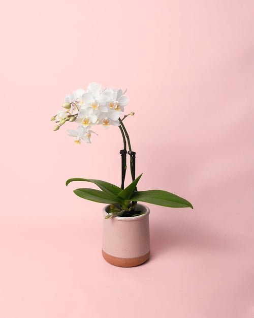 Orquídea Blanca Mini - Pur Plant
