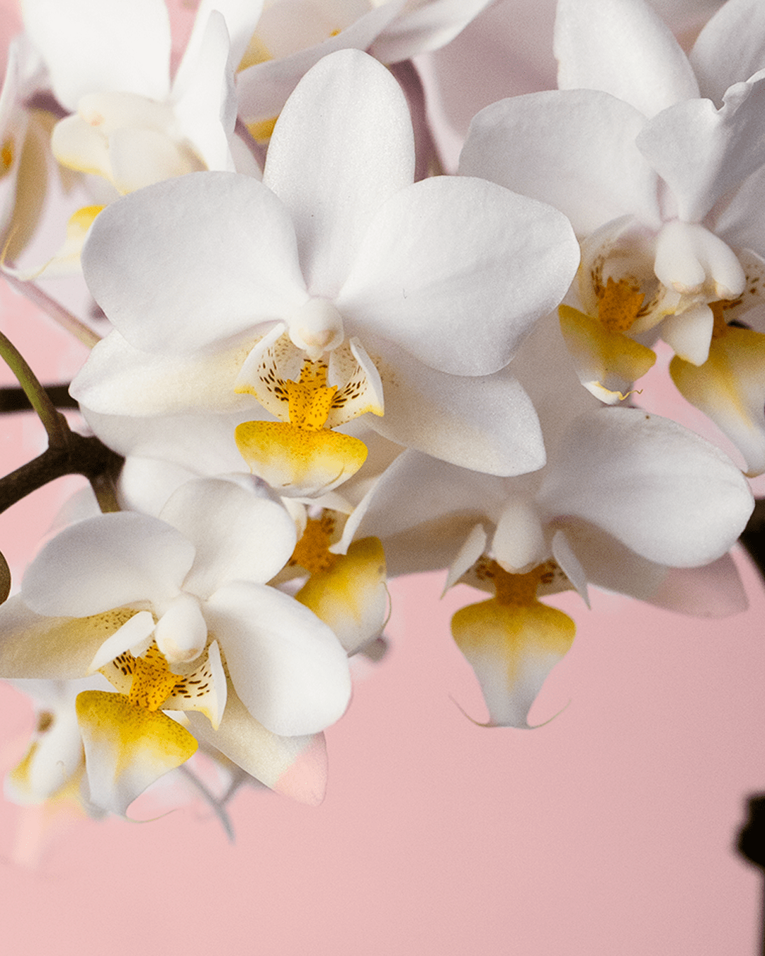 Orquídea Blanca Mini - Pur Plant