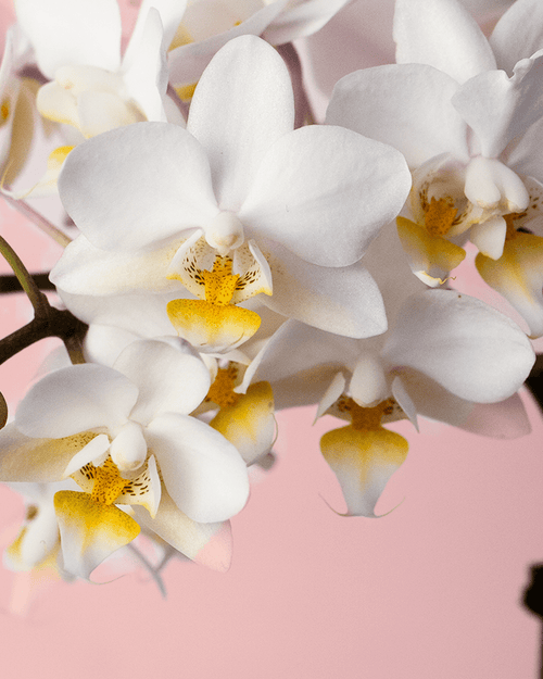 Orquídea Blanca Mini - Pur Plant