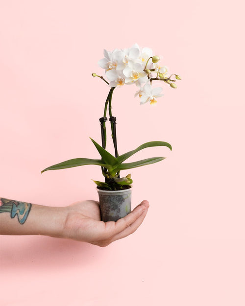 Orquídea Blanca Mini - Pur Plant