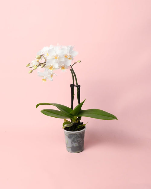 Orquídea Blanca Mini - Pur Plant