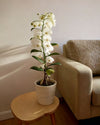Orquídea Dendrobium Nobile M - Pur Plant