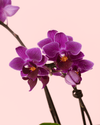 Orquídea Lila Mini - Pur Plant