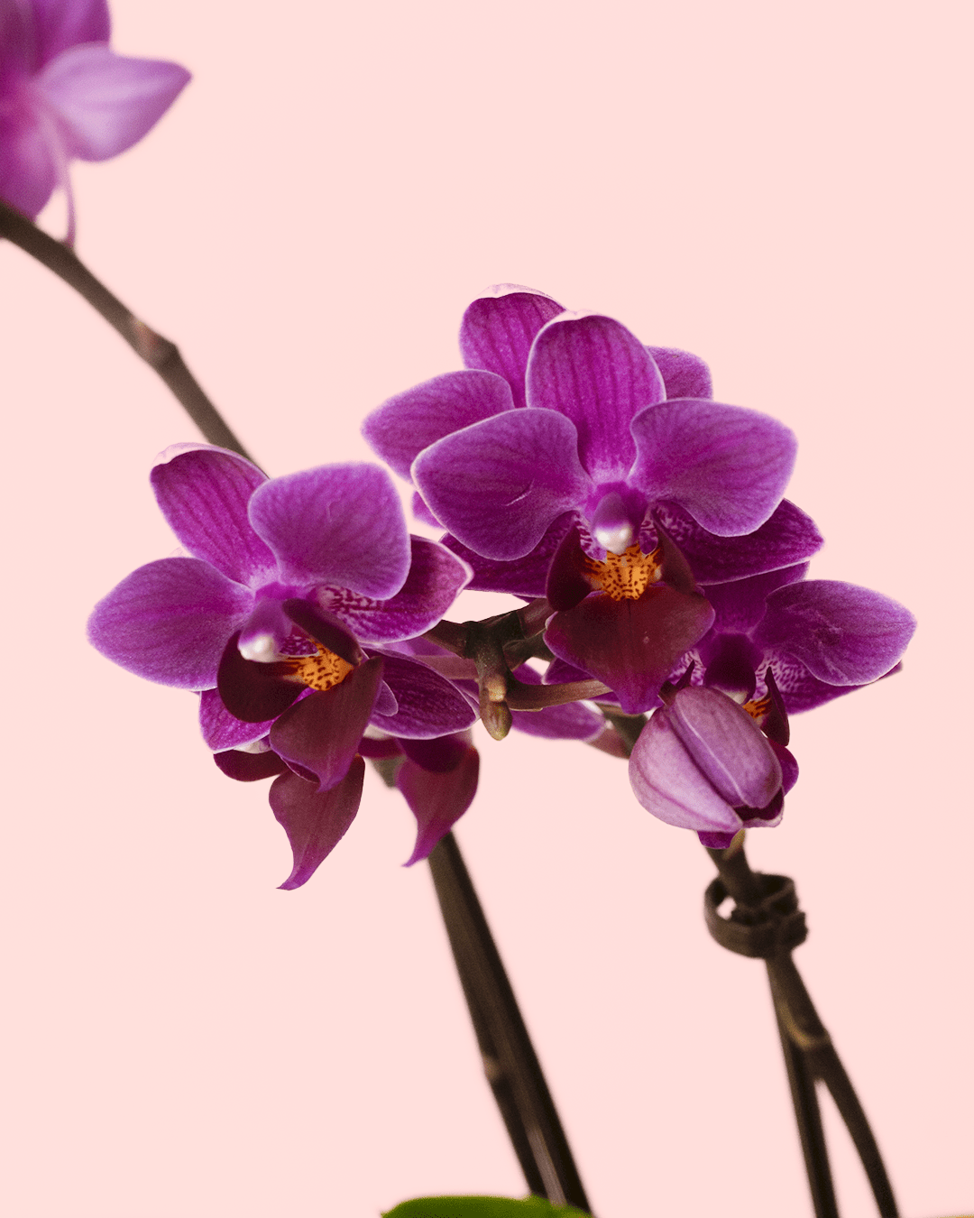 Orquídea Lila Mini - Pur Plant