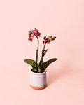 Orquídea Magenta Mini