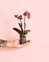 Orquídea Magenta Mini - Pur Plant