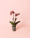 Orquídea Magenta Mini - Pur Plant