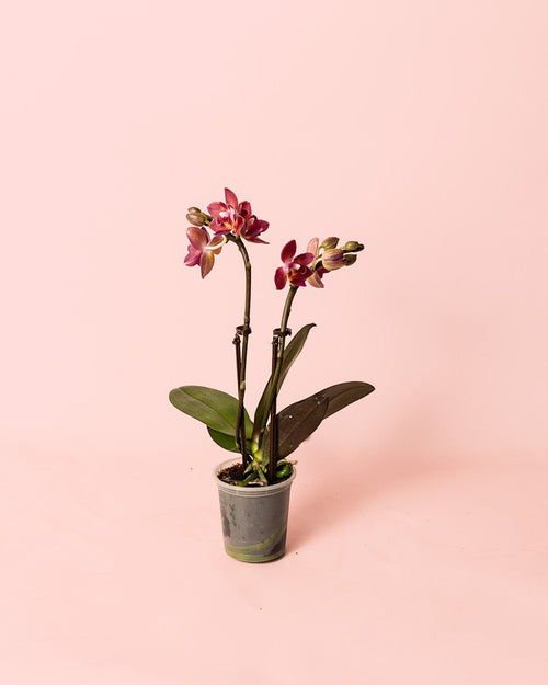 Orquídea Magenta Mini - Pur Plant