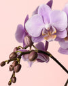 Orquídea Pink M - Pur Plant