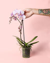 Orquídea Pink M - Pur Plant