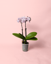 Orquídea Pink Mini - Pur Plant