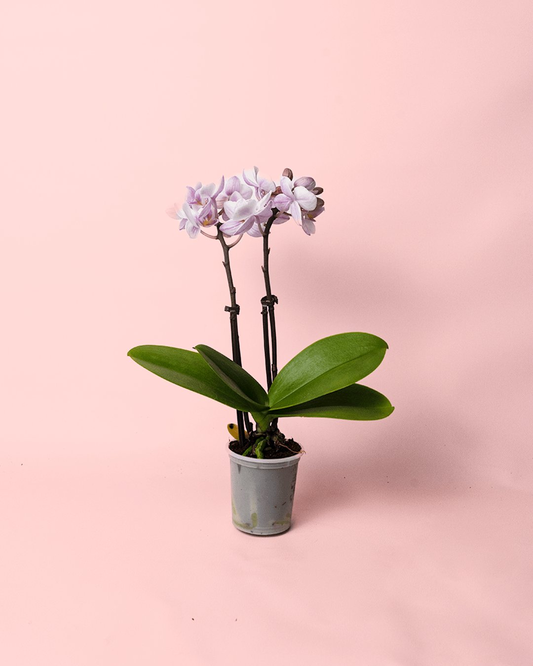 Orquídea Pink Mini - Pur Plant