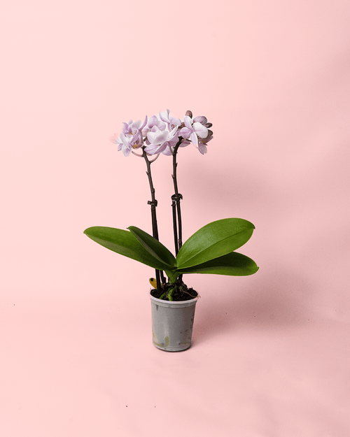 Orquídea Pink Mini - Pur Plant
