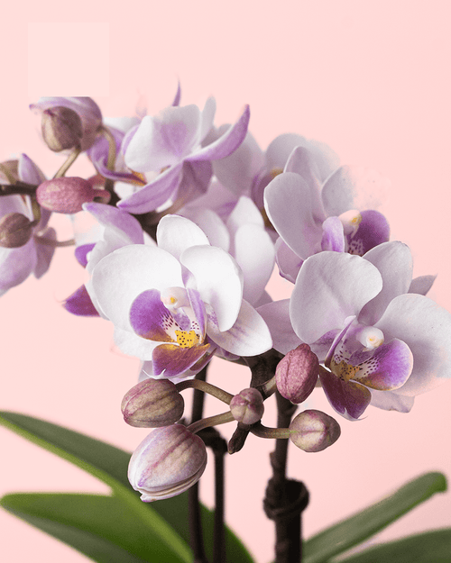 Orquídea Pink Mini - Pur Plant