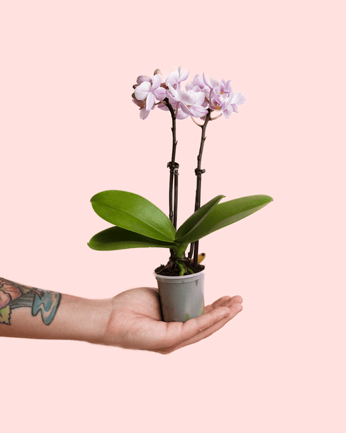 Orquídea Pink Mini - Pur Plant