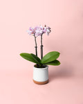 Orquídea Pink Mini