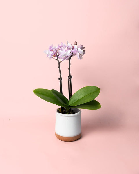 Orquídea Pink Mini