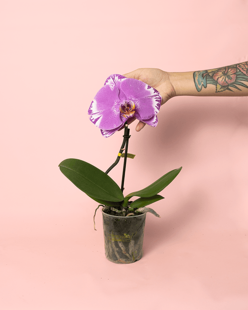 Orquídea Singolo Victorio M - Pur Plant