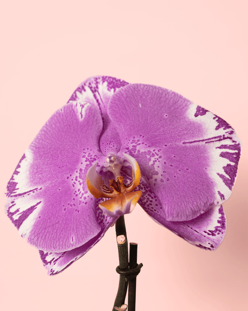 Orquídea Singolo Victorio M - Pur Plant
